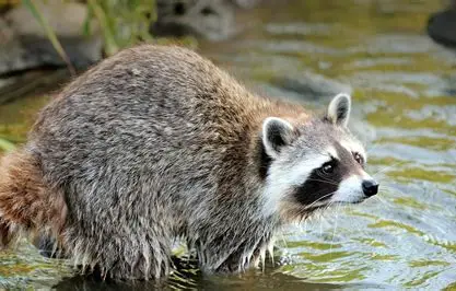 Raccoon Image